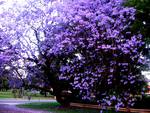 Jacaranda 2