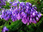 Jacaranda 1