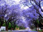 Jacaranda avenue
