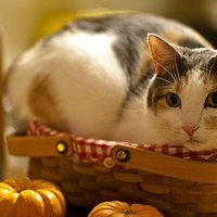 Kitty in Basket