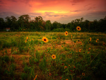 Sunflowers at Sunset