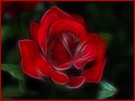 A gorgeous lovely red rose