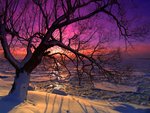 Winter Tree