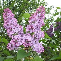 Spring lilac