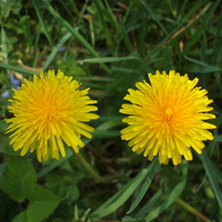 Two dandelions