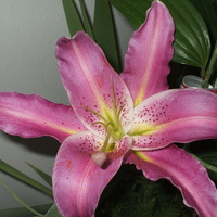 Imperial lily