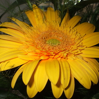 Yellow gerbera
