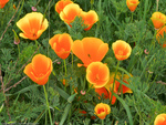 A Field of Orange Poppies