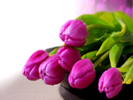 Purple Tulips