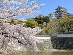 full bloom at Himeji castle