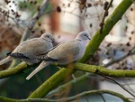 Doves.