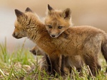 Three young foxes.