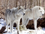 Graceful White Wolves in Snow :)