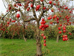 apples,apples everywhere