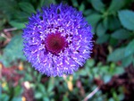Purple flower