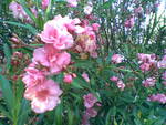 pink oleander in blossom