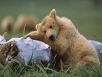 Bear Hugging Log