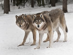 Golden-Eyed Wolves in Snow