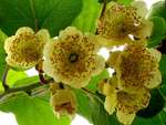 Kiwi- flower