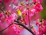 birdie in spring