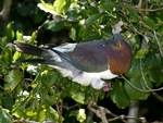 nz woodpigeon