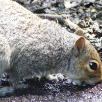 Squirrel eating