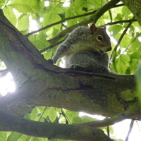 Squirrel on tree