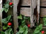 Strawberries on Wood