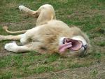 Huge Yawn