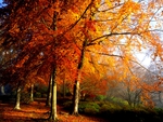 AUTUMN TREES