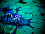 Blue Lotus