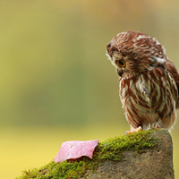 Owl With a Leaf