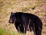 Black Bear