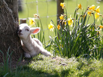spring lamb