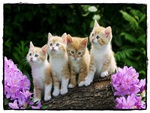 CUTE CATS
