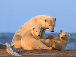 Cute family of polar bears