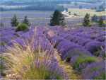 lavender field