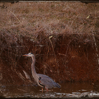 Blue Heron