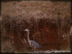 Blue Heron