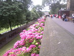 Princes Street Gardens Flowers
