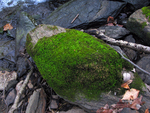 Green Moss on Rock