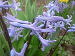 Hyacinth
