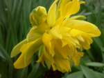 Yellow narcissus