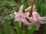 Pink hyacinth