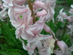 Pink hyacinth