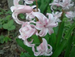 Hyacinth