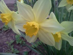 Narcissus