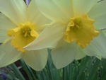 Yellow daffodils