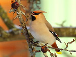Waxwing