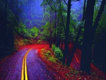 RAIN FOREST ROAD